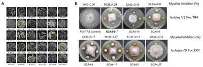 Taxonomic identification and antagonistic activity of Streptomyces luomodiensis sp. nov. against phytopathogenic fungi